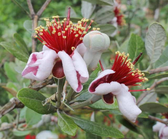 Pineapple Guava