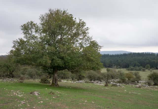 Field Maple