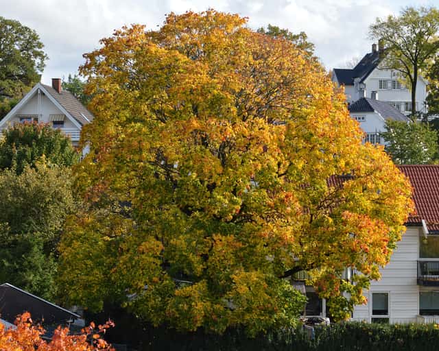Norway Maple