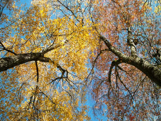 Red Maple
