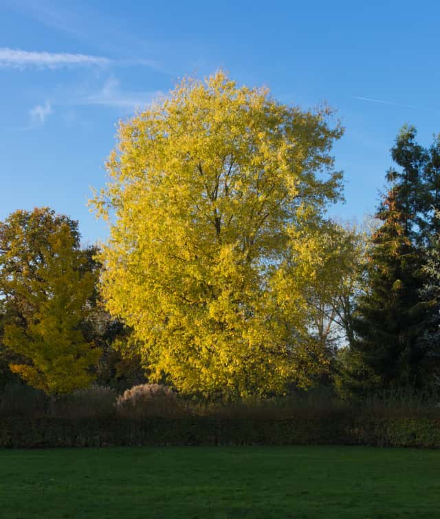 Silver Maple
