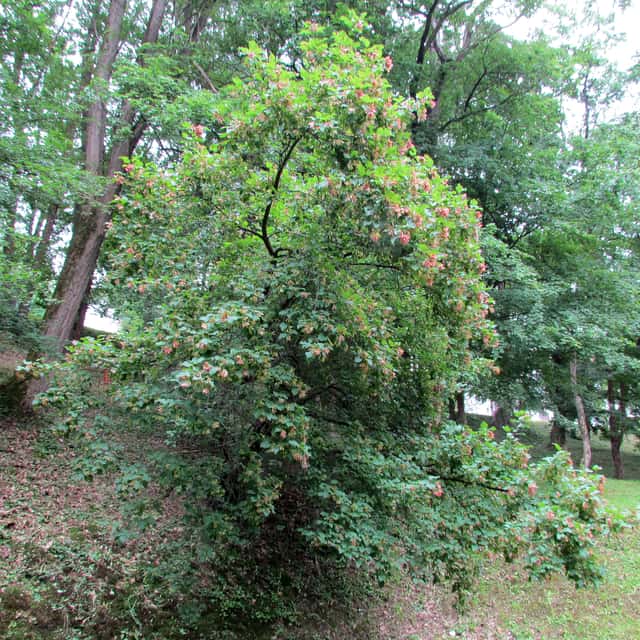 Tatarian Maple