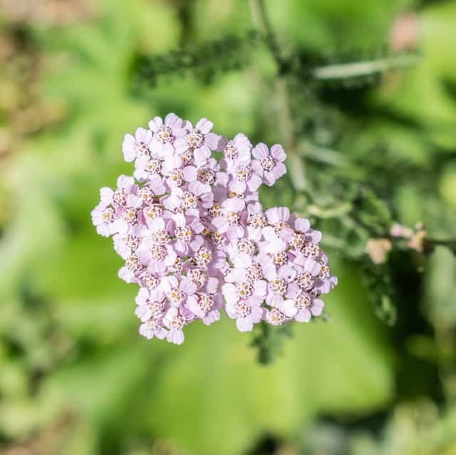 Yarrow