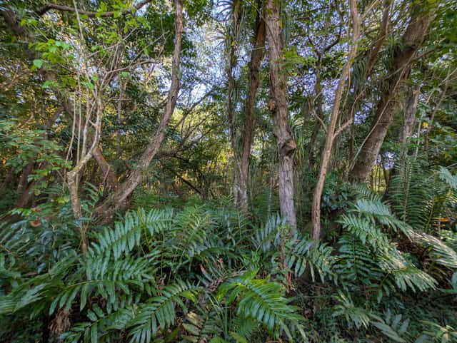 Golden Leather Fern