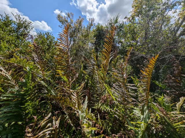 Giant Leather Fern