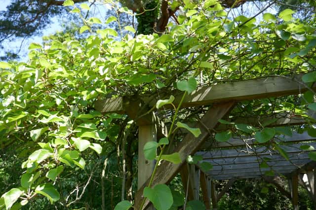 Golden Kiwifruit