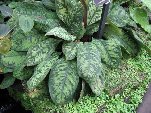 Camouflageplant