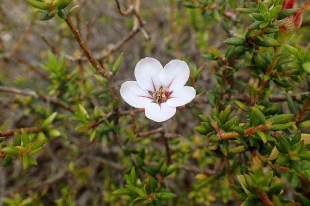 Porseleinbloem