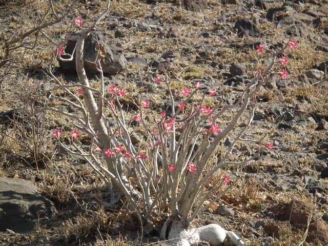Desert Rose (genus)