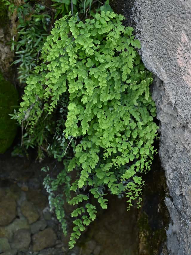 Maidenhair Fern (genus)