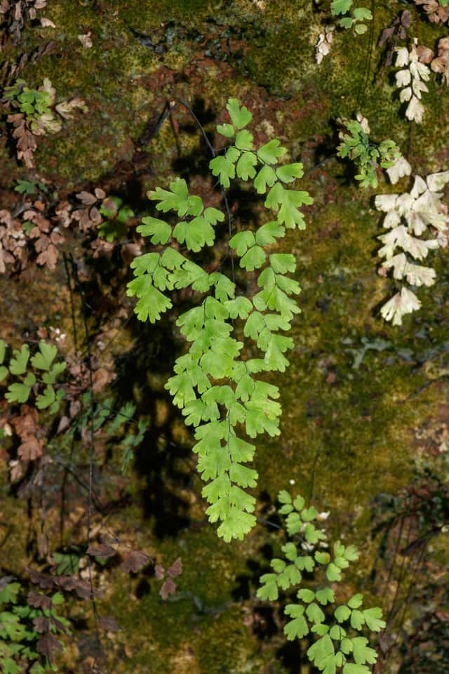 Avenca-cabelo-de-vênus