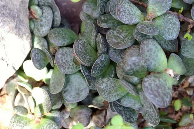 Adromischus trigynus