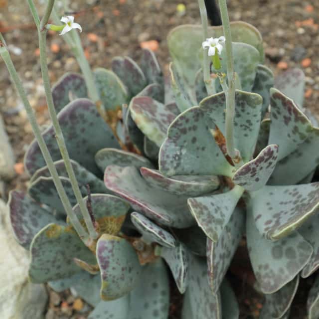 Adromischus triflorus