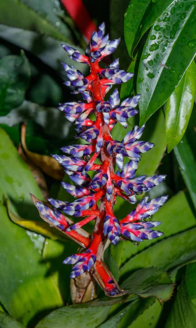 Blue Rain Bromeliad