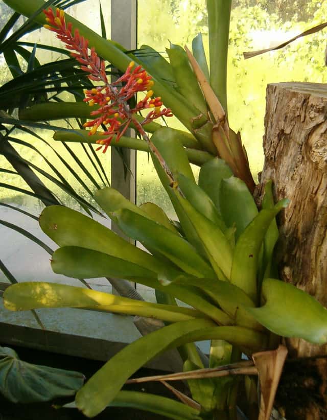 Tail Bromeliad