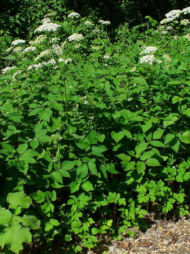 Ground elder
