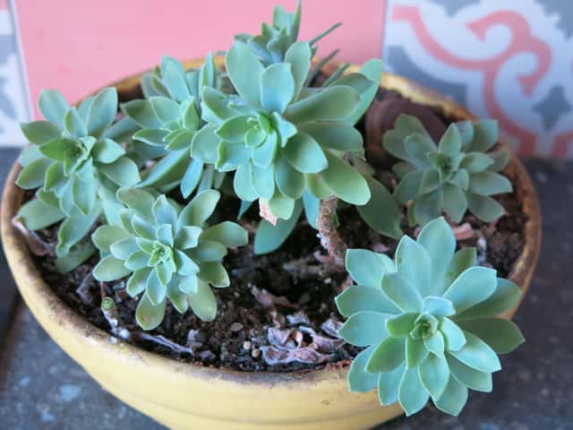 Aeonium