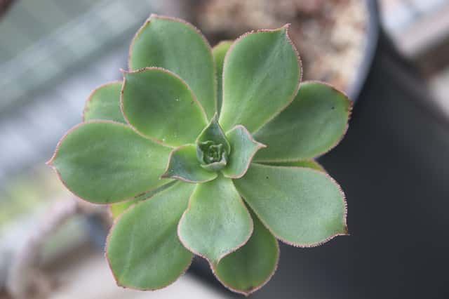 Green Pinwheel