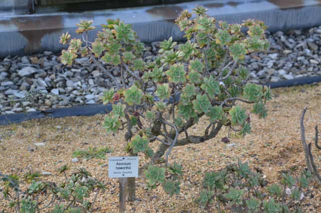 Pinwheel Aeonium