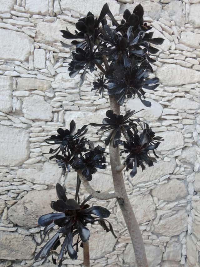 Schwarze Rose