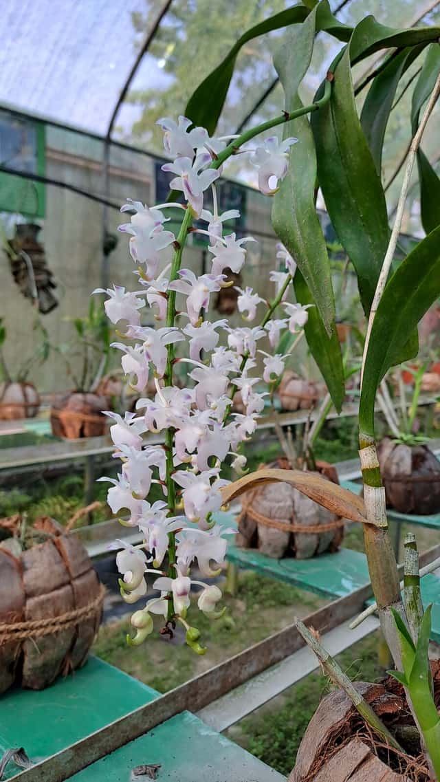 Orquídea cola de zorro