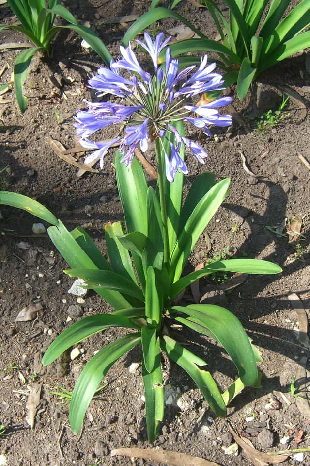 Oriental Agapanthus