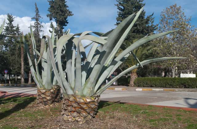 Agave (gênero)