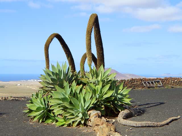 Agave-dragão