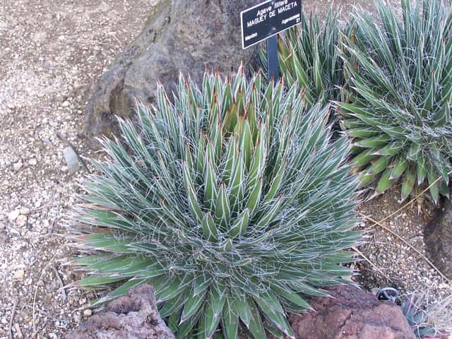 Agave-filamentosa
