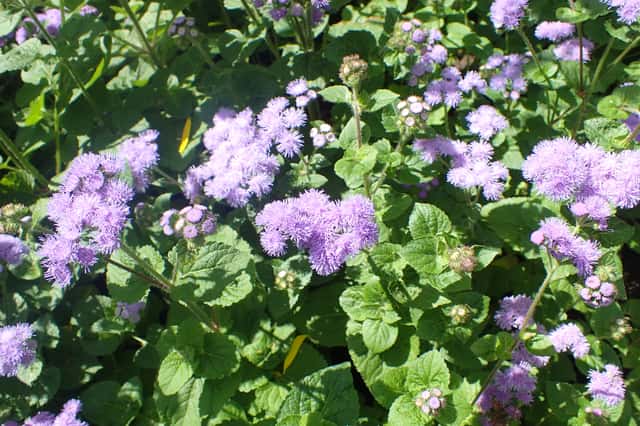 Floss Flower