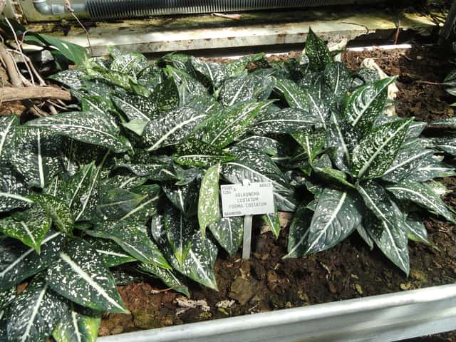 Aglaonema-pintada