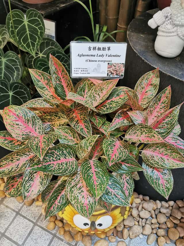 Aglaonema 'Lady Valentine'