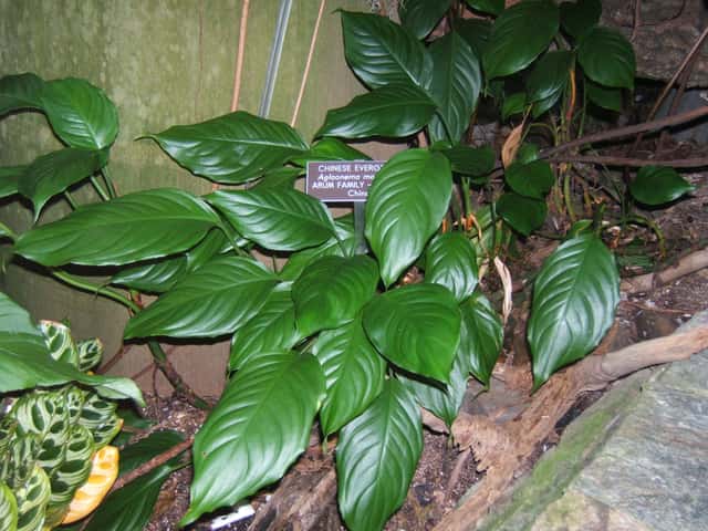 Aglaonema-clássica