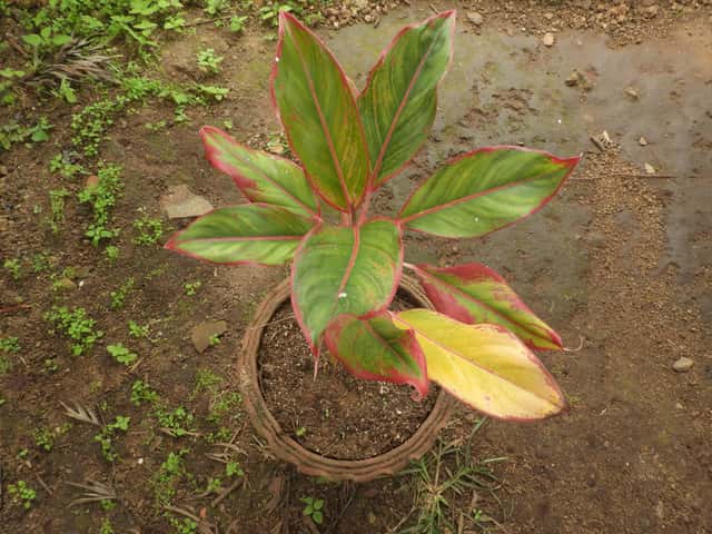 Aglaonema