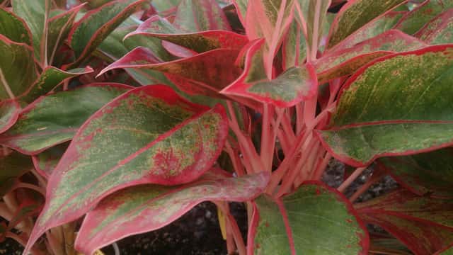 Red Aglaonema