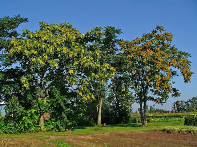 Tree of Heaven
