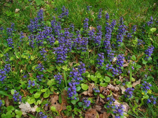 Ajuga