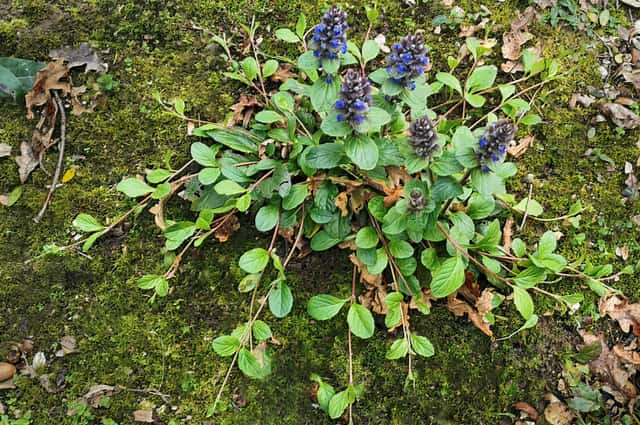 Bugleweed