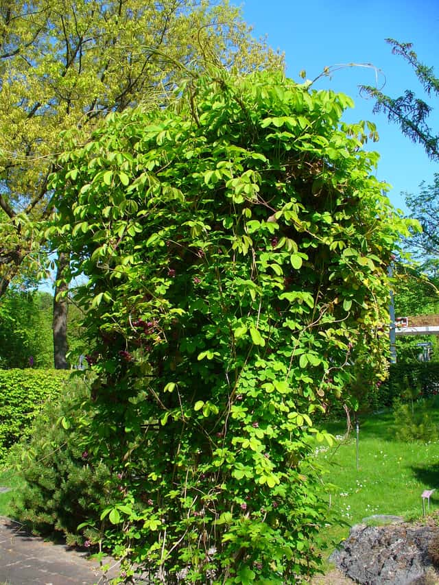 Chocolate Vine