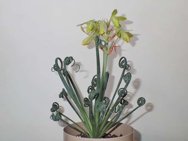 Planta Saca-rolhas