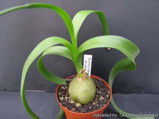 Pregnant Onion