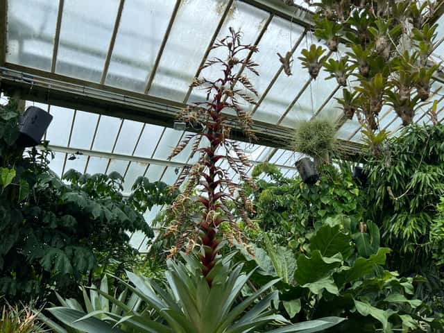 Alcantarea / Imperial-bromeliade (gênero)