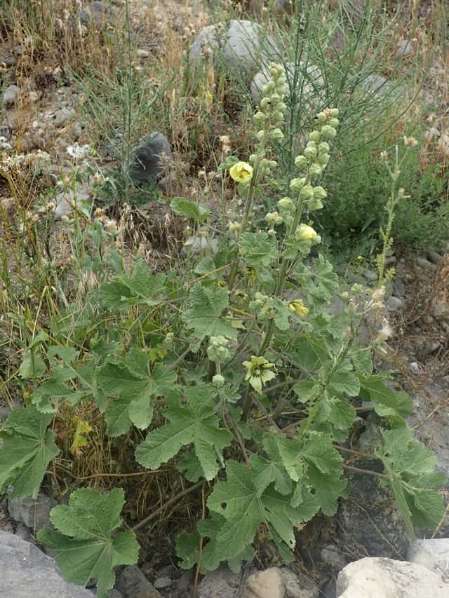 Malva-rosa Rugosa