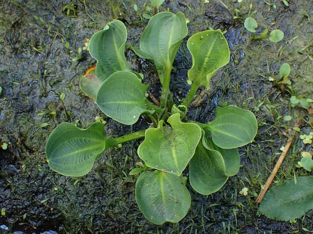 Ameerika konnarohi