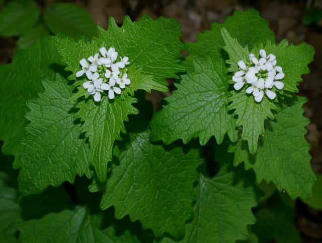 Garlic Mustard