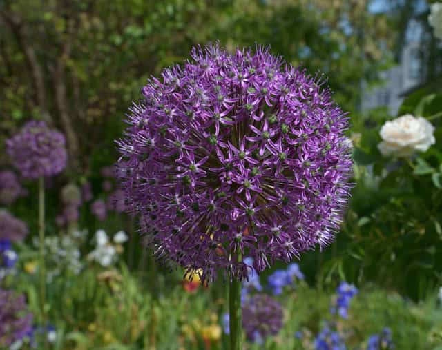 Alho ornamental
