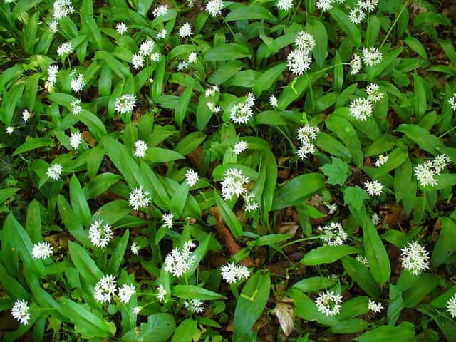 Ramsons