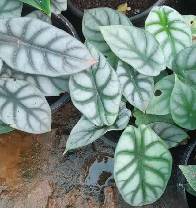 Dragon Scale Alocasia