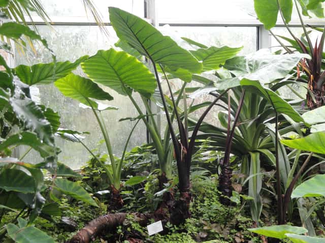 Mustamangoldi