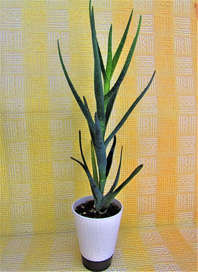 Aloe